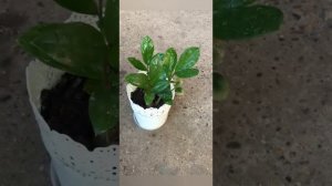 #Замиокулькас. #Щитовка #ВиленаЦветкова