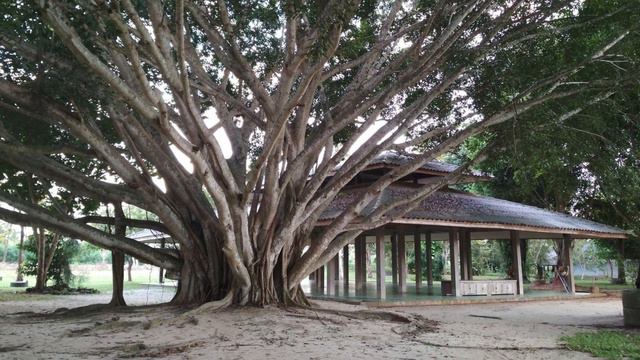 Бханте Дэвамитта.06. Основы воззрений. смотреть онлайн