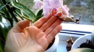 ОБЗОР ЦВЕТОВ на северном подоконнике | Цветы на моём окне