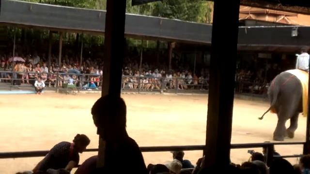 Слон на велосипеде Таиланд Паттая смотреть онлайн