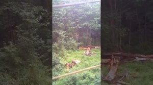 Охота на изюбря