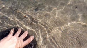 Черепаха спряталась в панцирь