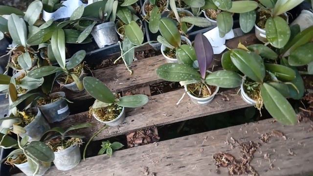 LINDA ORQUÍDEA PHALAENOPSIS ALBA EM PROMOÇÃO! смотреть онлайн