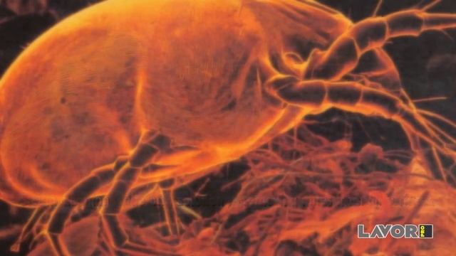 Парогенератор Lavor PRO GV 3,3 M Plus - парогенератор для клининга и уборки смотреть онлайн