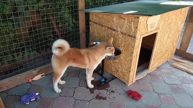 Акита центральный нападающий / щенок играет в футбол смотреть онлайн