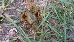 Раки в Тоболе