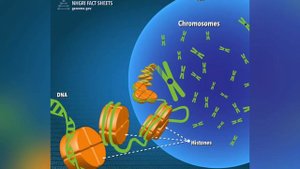 What is Nucleosome?