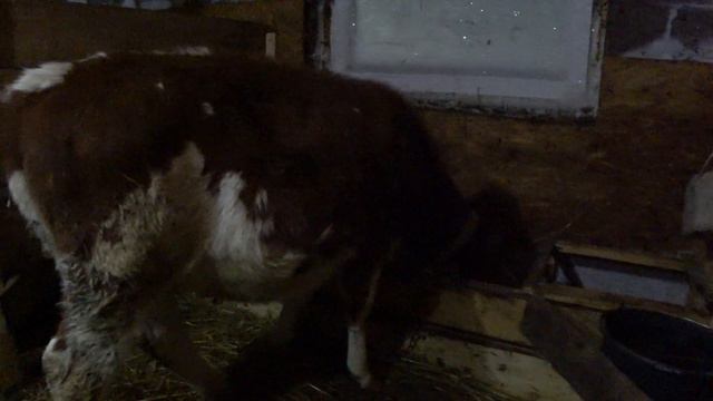 Тимпания . Хорошие новости . смотреть онлайн