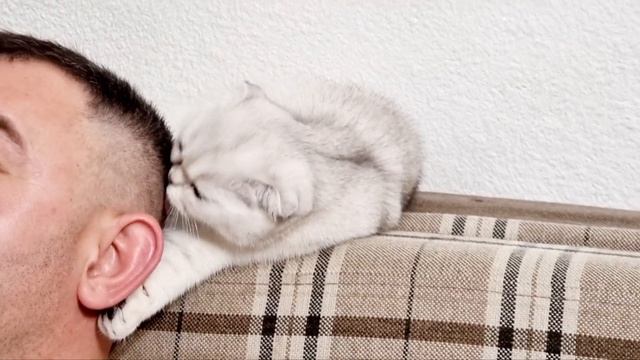 Милый котенок лечит депрессию взрослому мужчине и поднимает настроение гостям в доме ? Так мило! смотреть онлайн