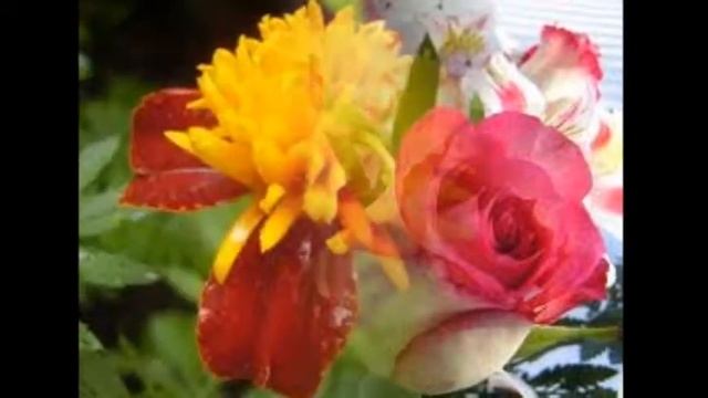 Моя любовь.wmv смотреть онлайн