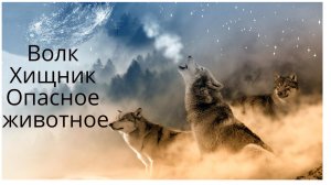 волк  хищник  волк серый волк  волк интересные факты о волке