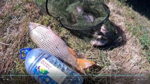 ОГРОМНЫЕ КАРАСИ И САЗАН ЗА 2 ЧАСА + НОВОЕ ДИКОЕ МЕСТО НИЗОВЬЯ ВОЛГИ