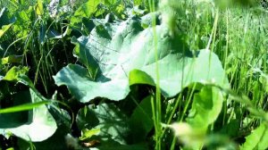 Футаж Лето, Трава, Движение Сквозь Траву Типа Вы Муха))) Летний Футаж Трава. Футажи для видеомонтаж