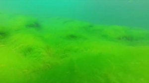 Экологическая катастрофа: дно Байкала зарастает водорослями