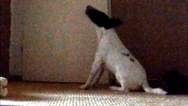 Собака скулит. Или гладкошёрстный фокстерьер один дома. смотреть онлайн