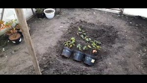 Метельчатые гортензии?.Прикопала в теплице до весны.Надеюсь перезимуют.