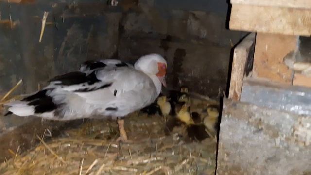 Мускусные утки//Индоутки//Немцы растут//Утка вывела утят//27 июля 2022 год смотреть онлайн