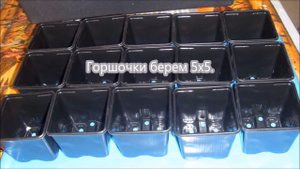 Виола. Выращивание виолы из семян.  От и до - посев, пикировка, посадка, цветение.