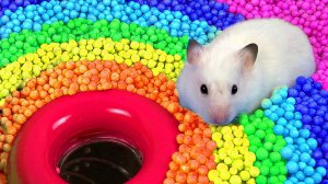 🐹 Хомяк убегает из лабиринта у бассейна для домашних животных 🐹 в рассказах о хомяках