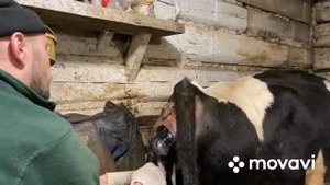 Отел коровы! Поднял отел самостоятельно!