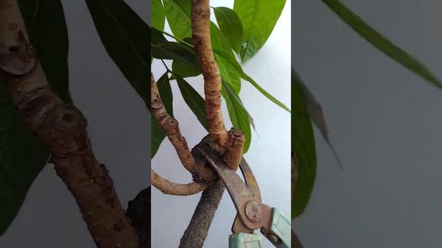 Mahogany tree - Controlling the height - Bonsai