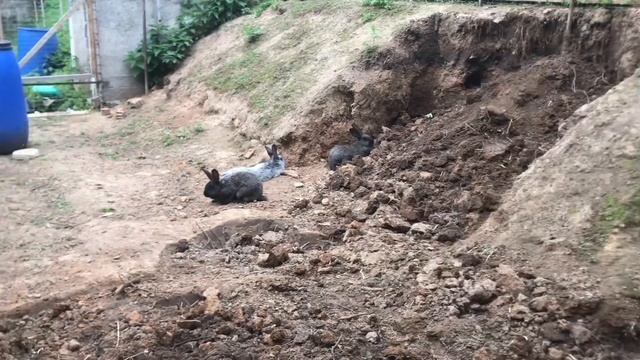 Как живут кролики в вольере. Мои кролики. Дачная Жизнь ТВ. смотреть онлайн