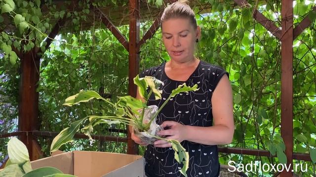 Только для любителей хост, распаковываем посылку с хостами смотреть онлайн