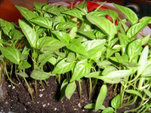 Как вырастить рассаду перцев от А до Я. Очень дружно взошла рассада перца! Pepper seedlings. (1)
