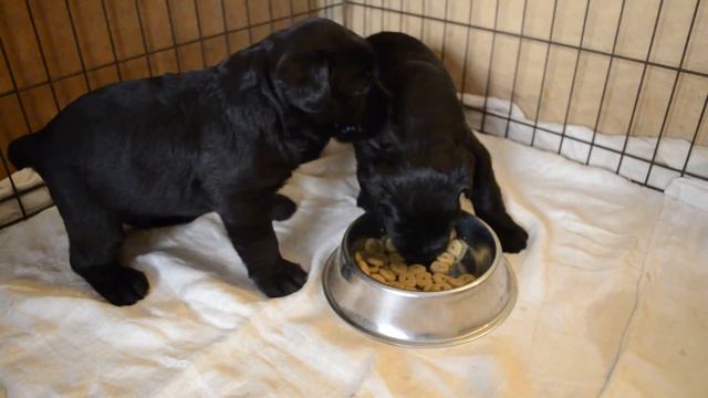 Ризеншнауцера  щенки смотреть онлайн