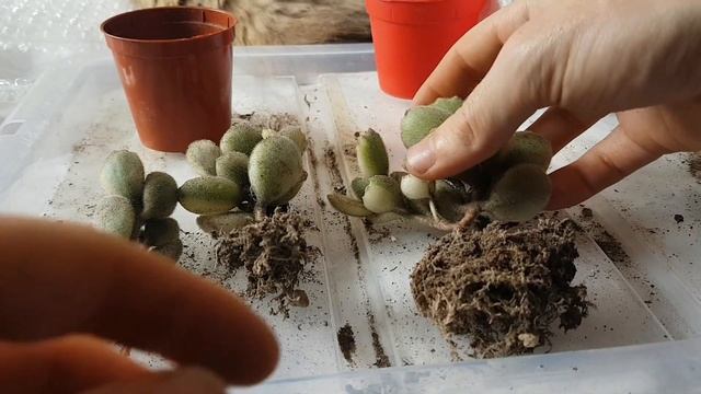 Unboxing Variegated Bear Paws (cotyledon tomentosa veriegata) смотреть онлайн