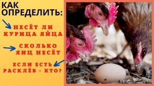 Как определить: несёт ли курица яйца, сколько несёт, расклёвывает ли яйца.