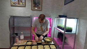 Микрозелень дома - Горох. Микрозелень гороха - Как вырастить дома - Проращивание гороха.