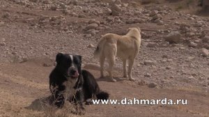 Аборигенные САО Таджикистана   саги дахмарда охраняют отары!