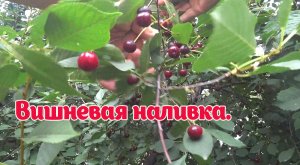 Вишнёвая наливка на водке, самый ПРОСТОЙ рецепт и НАСЫЩЕННЫЙ вкус#настойканаводке#вишневка