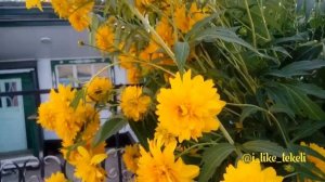 ТЕКЕЛИ. ПРОГУЛКА ПО СТАНЦИИ 2019