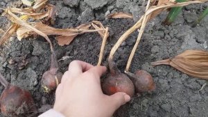 Пора выкапывать луковицы колхикума или безвременника.