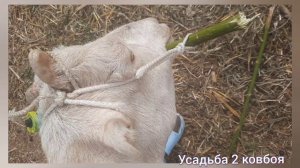 Остановка рубца у козы.Симптомы ,лечение.