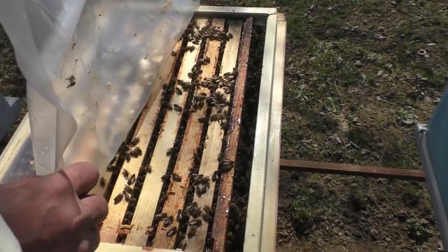 Расширяю вощиной пчелосемьи после зимовки 4.04.2020 смотреть онлайн