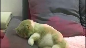 Прикол кот во сне.