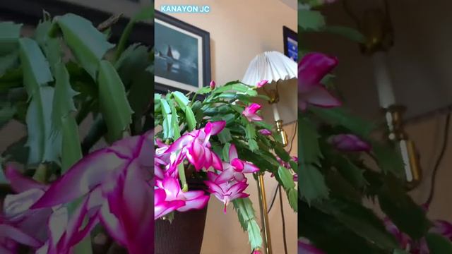 CHRISTMAS CACTUS