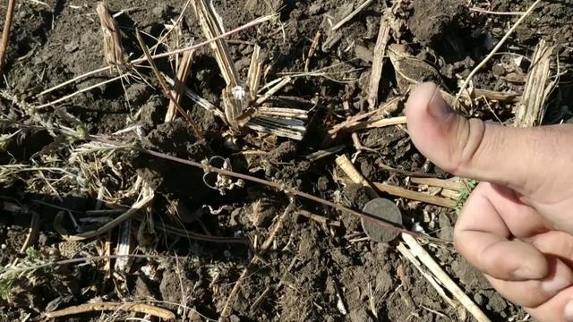 Хроники копа с XP ORX, 20.09.2020 смотреть онлайн