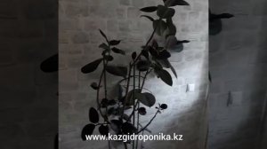 Zion/Цион и Фикус.