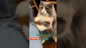 На сколько дней можно оставить кошку дома, любителям кошек котов и котят