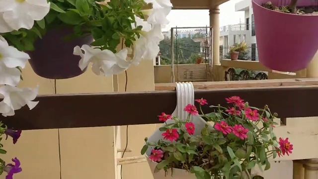petuniaflowers Vertical garden  Petunia plants...no.2