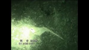 Рейк оказался Падшим ангелом из Каталонии? Разоблачение. Рэйк или человек-грабли.