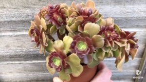 Aeonium Halloween