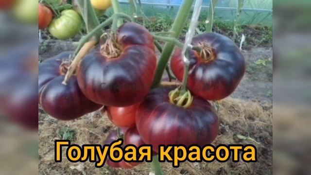 Какие редкие коллекционные сорта томатов посадим в этом году