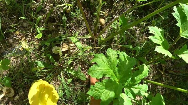 Грибная вылазка 01 08 22г смотреть онлайн