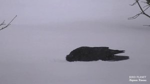 Врановые зимой объединились. Грачи не улетели.