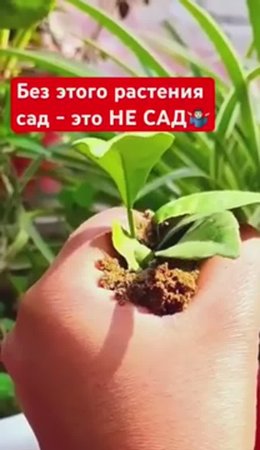 Одно-единственное растение для сада🌿🌺